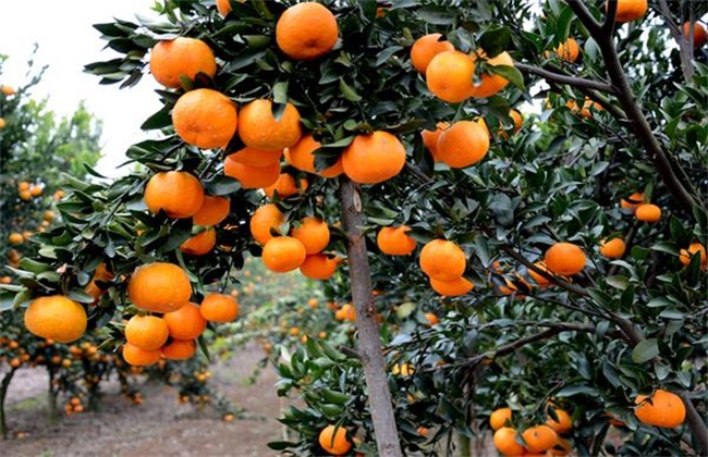 柑橘 种植 效益