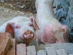 今日全国生猪多少钱一斤？价格什么时候回落？
