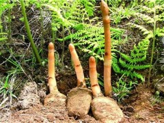 山村种植什么好