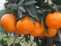 2019年红美人柑橘价格多少钱一斤？种植技术要点有哪些？