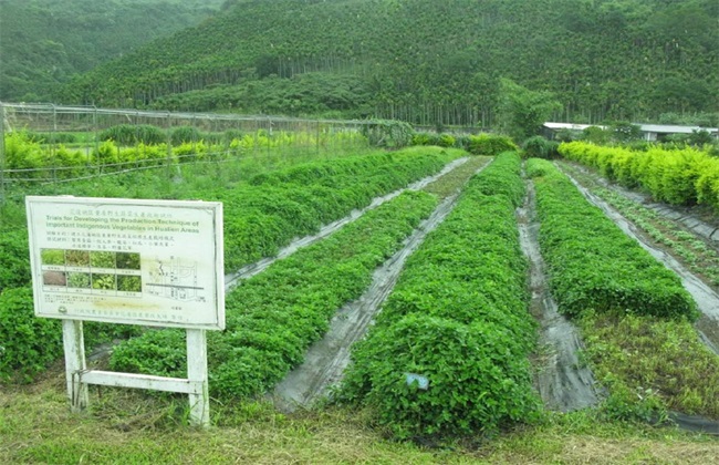 适合 人工种植 野菜