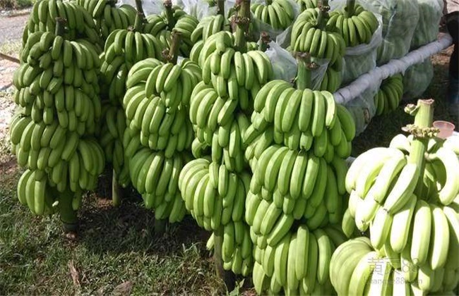 香蕉种植效益