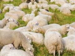怎么挑选小母羊做种羊？