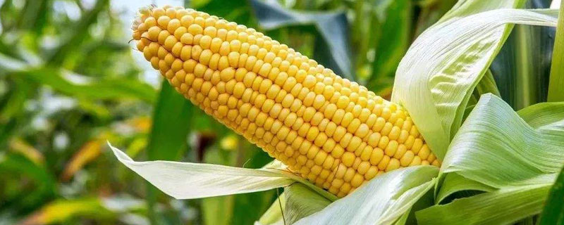 科泰1107玉米种子介绍