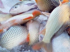 2020年福海冬捕节啥时候开始？