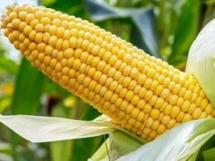 农大1602玉米种特征特性？