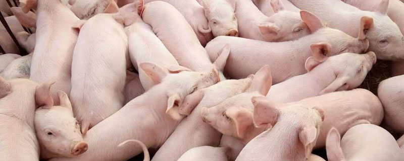 20斤小猪一天吃多少料