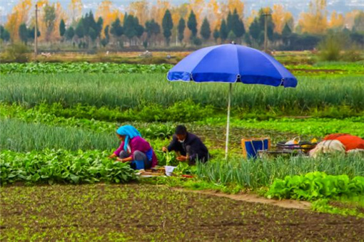 2020种植大户补贴政策是怎样的?补贴标准是多少?