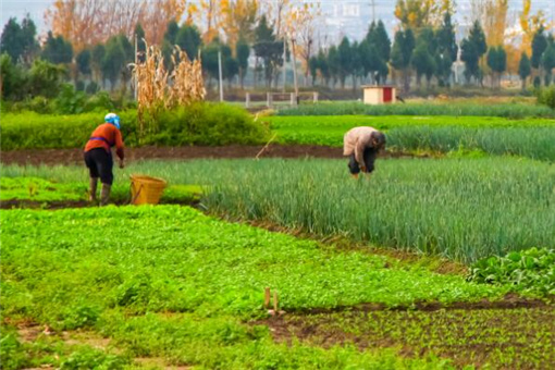 2020种植大户补贴政策是怎样的?补贴标准是多少?