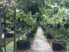 葡萄限根栽培技术