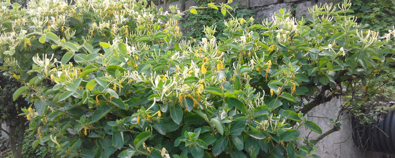 金银花四季常青吗