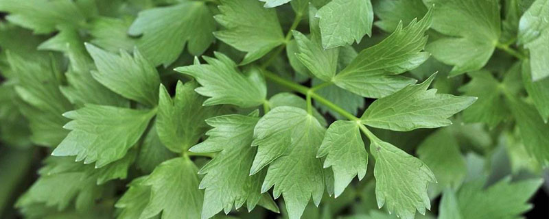 川芎苗后用什么除草