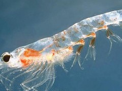 磷虾和虾皮有啥区别？