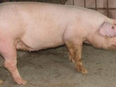 猪驱虫药过量会死猪吗？