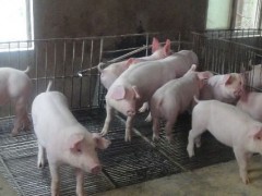 中了猪瘟猪舍还能养猪吗？