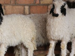 盐池滩羊是山羊还是绵羊？