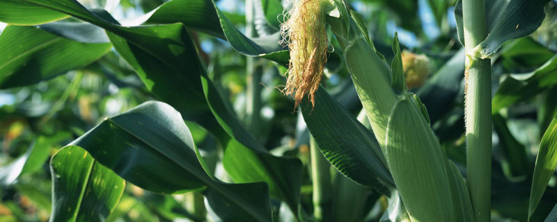 科瑞981玉米种子介绍