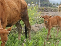 新生牛犊不吃奶都是什么原因呢？