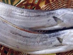 舟山带鱼是人工养殖吗？