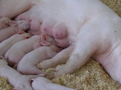 母猪呕吐是非洲猪瘟吗？