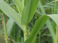 绿洲一号牧草与巨菌草区别？