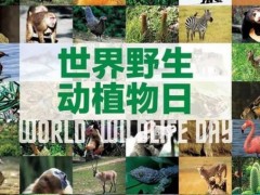 2020世界野生动植物日是哪一天？宣传标语是什么？附历届主题！