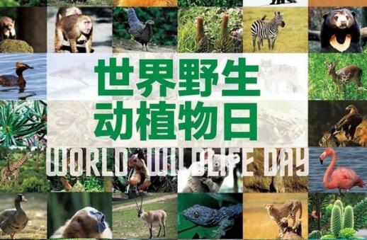 2020世界野生动植物日是哪一天？宣传标语是什么？附历届主题！