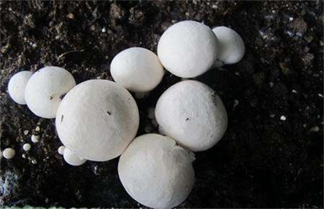 双孢菇空心薄皮原因和预防措施