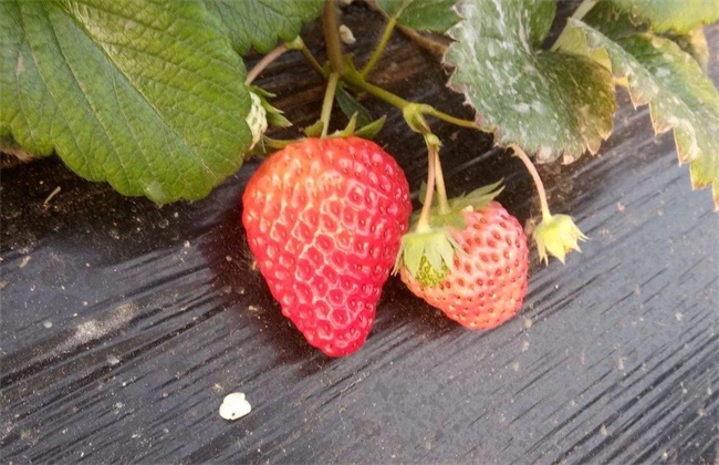 草莓着色不良原因及解决方法