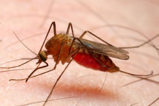蚊子会不会传播新冠病毒