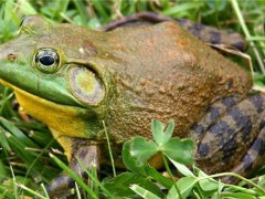 牛蛙、甲鱼能吃吗？哪些水生野生动物是禁食的？农业农村部发布明确