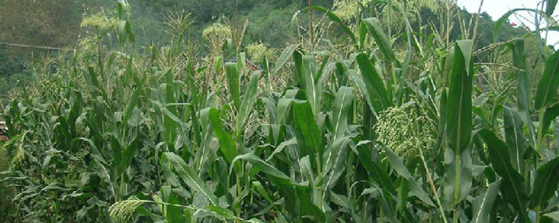 牧草甜高粱每亩地用几斤种子