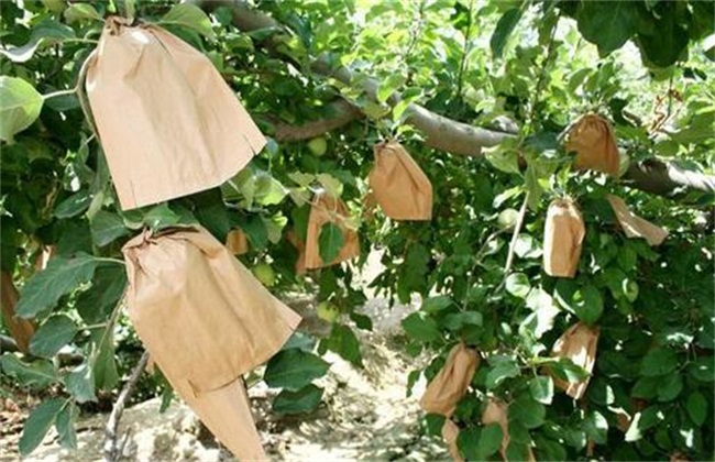 梨树 套袋技术