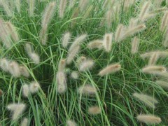 狼尾草根茎可否移植？