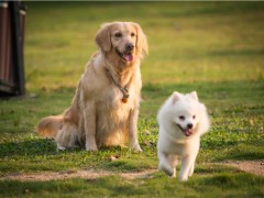 家犬也会感染新冠肺炎？世卫组织：尚无证据表明狗与新冠病毒传播密