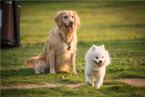 尚无证据表明狗与新冠病毒传播密切相关