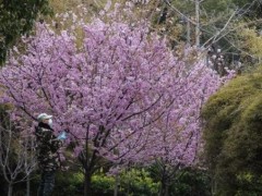 武汉东湖樱园樱花开放了吗？武汉大学诚邀全体援鄂医护明年来赏樱！