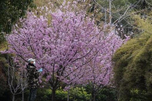 武汉东湖樱园樱花开放了吗？武汉大学诚邀全体援鄂医护明年来赏樱！