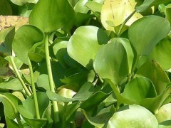 水葫芦浮萍狗尾草哪个不属于水生植物？