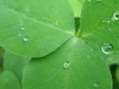 苜蓿草和提摩西草区别？
