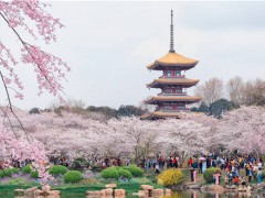 北京玉渊潭公园取消樱花节！游客如何购票？公园如何控制人数？
