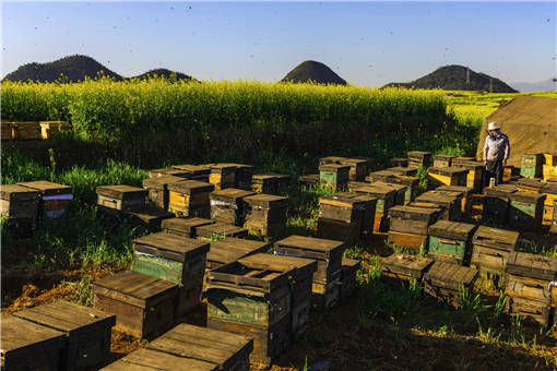 早春养蜂的管理技术有哪些