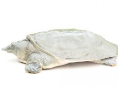 甲鱼还能吃吗？甲鱼算不算野味？你真应该看一看！