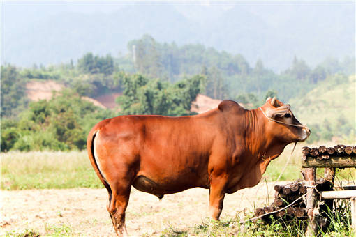 养殖成本比较低的一些项目之养牛