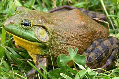 牛蛙不能吃了是怎么回事？它算野味吗？