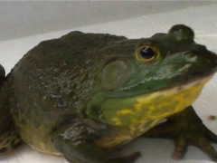 牛蛙不能吃了是怎么回事？它算野味吗？