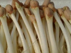 花生苗的做法窍门,花生苗的芽头可以吃吗