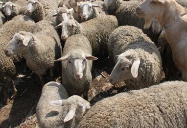 2019绵羊养殖前景如何？需要掌握哪些技术要点？