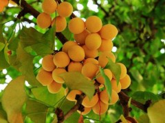 银杏树需要什么土质？