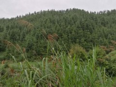 韶关市新丰县8880亩经济林项目寻求招商合作
